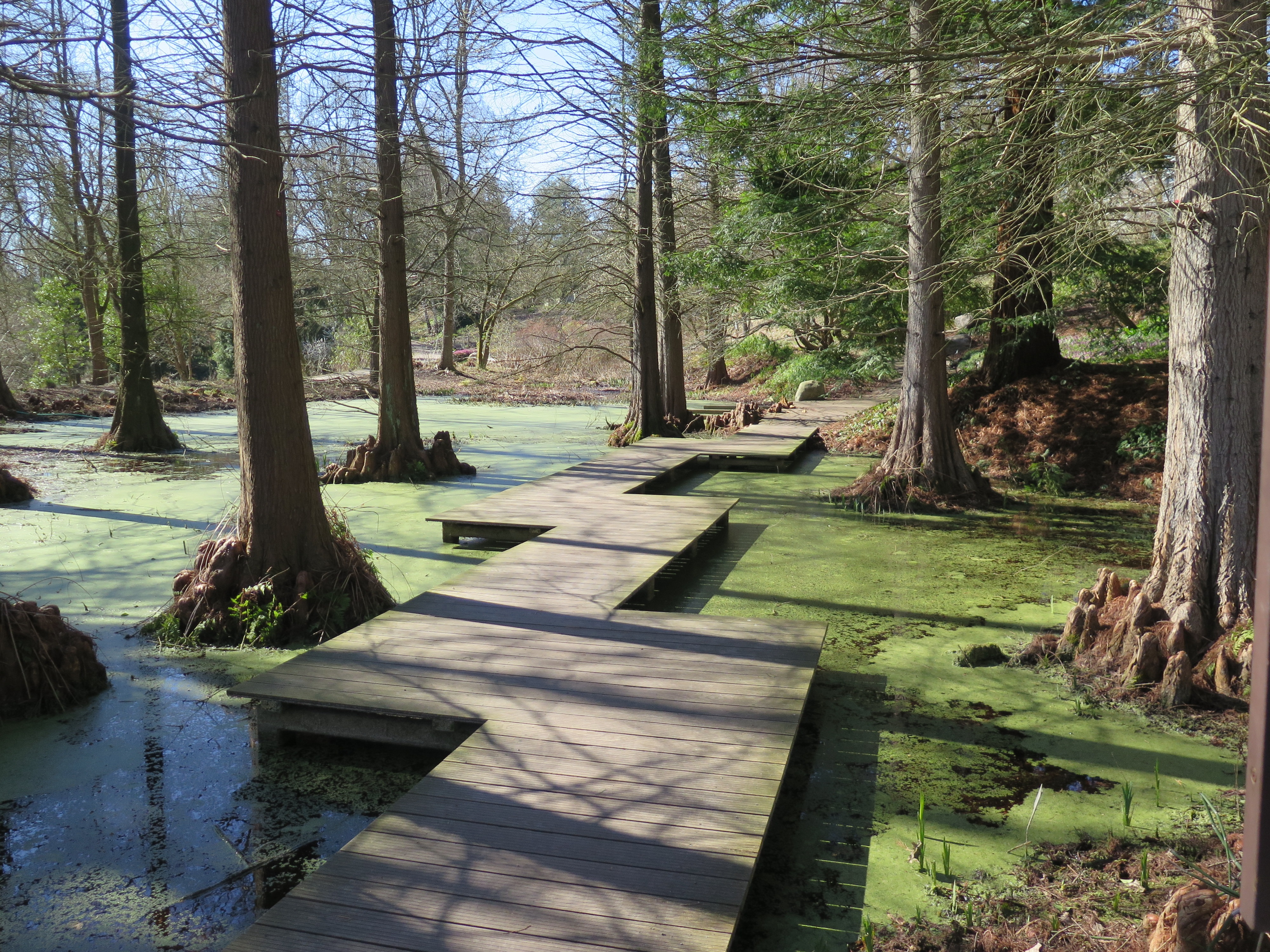 Der Steg im Sumpfzypressenwald erschließt ein urzeitlich anmutendes Vegetationsbild.