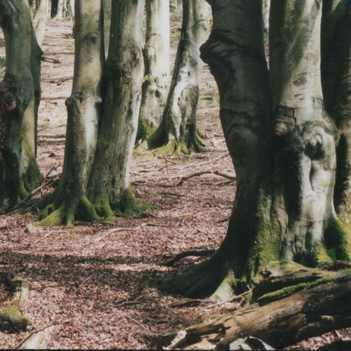 Niederwald Brilon