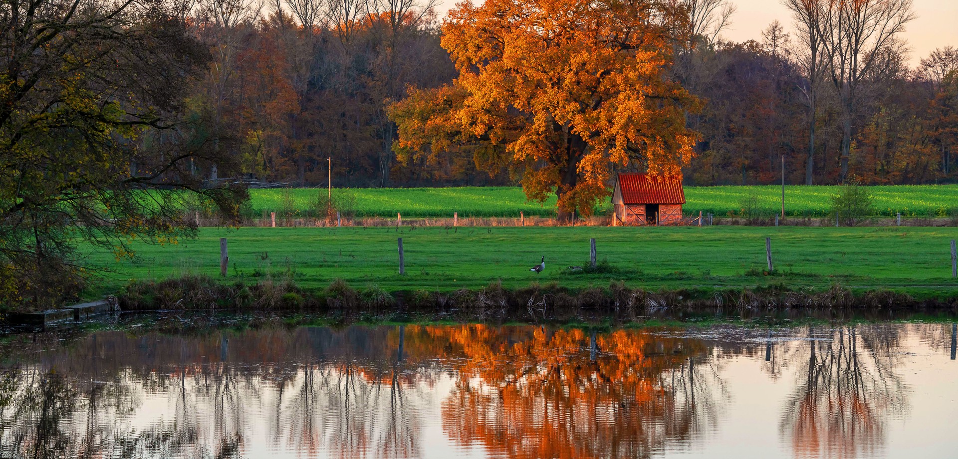 Baum mit Herbstlaub, der sich in der Gräfte von Haus Stapel spiegelt