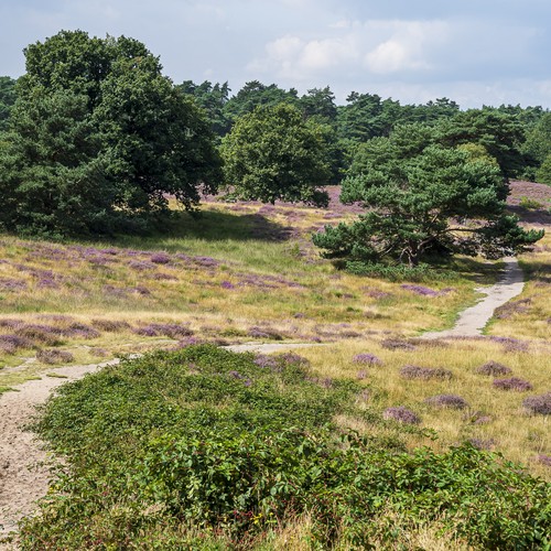 Heidelandschaften