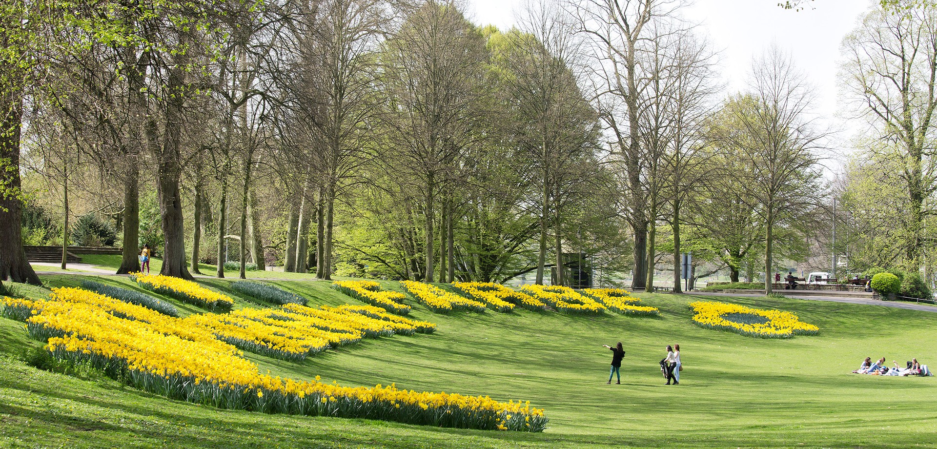 Narzissen an der Promenade