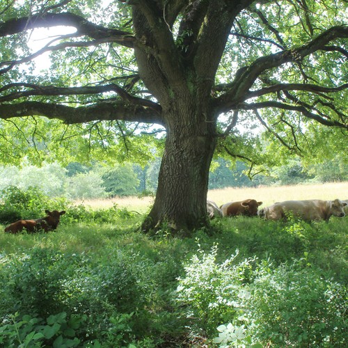 Hudebaum in der Meinberger Schweiz mit Weidevieh