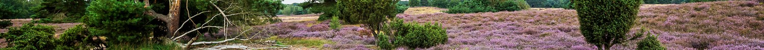 Die historische Kulturlandschaft Westruper Heide ist seit 1939 als Naturschutzgebiet ausgewiesen.