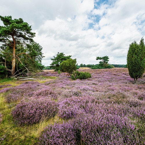 Die historische Kulturlandschaft Westruper Heide ist seit 1939 als Naturschutzgebiet ausgewiesen.