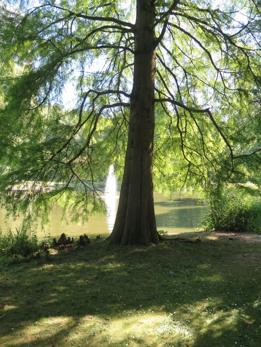 Sumpfzypresse am Großen Teich mit knieförmigen Luftwurzeln (vergrößerte Bildansicht wird geöffnet)