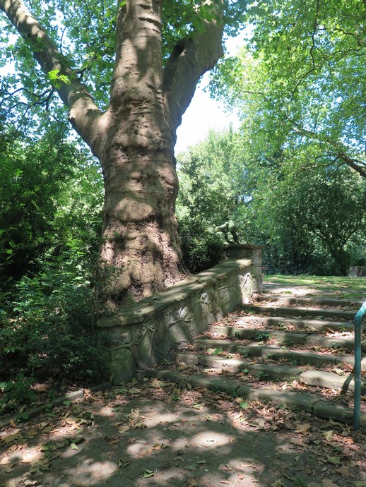 Alte Platane mit Treppenanlage auf dem Simonsberg (vergrößerte Bildansicht wird geöffnet)