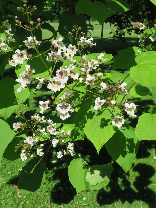 Blüten des um 1900 im Rosengarten gepflanzten Trompetenbaums (vergrößerte Bildansicht wird geöffnet)