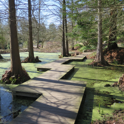 Botanischer Garten der Ruhr-Universität Bochum, Steg im Sumpfzypressenwald