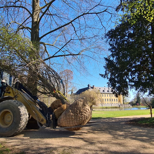 Baumpflanzung am Schloss Dyck